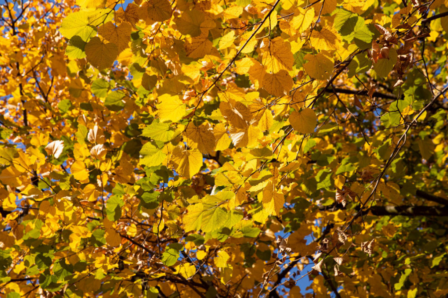 Tačno je 14 časova i 43 minuta: Stigla nam je jesen! (FOTO)