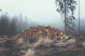 Alarmantna potreba za akcijom: Koliko seča šuma doprinosi klimatskim promenama i koje države su najgore po tom pitanju?