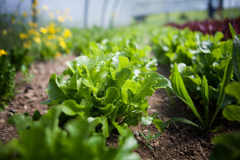 Možemo li da pravimo hranu a da ne uništimo sve ostalo? Regenerativna poljoprivreda je upravo to, a tu je sad i AI