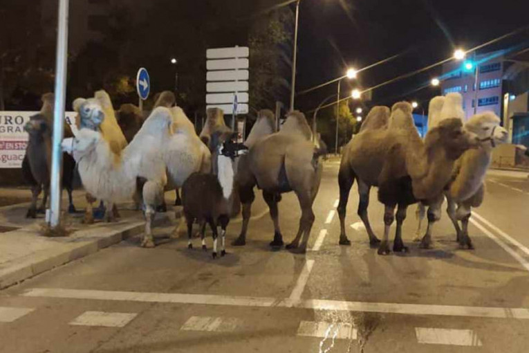 Cirkus u Madridu: Kamile, predvođene lamom, pobegle u šetnju prestonicom (FOTO)