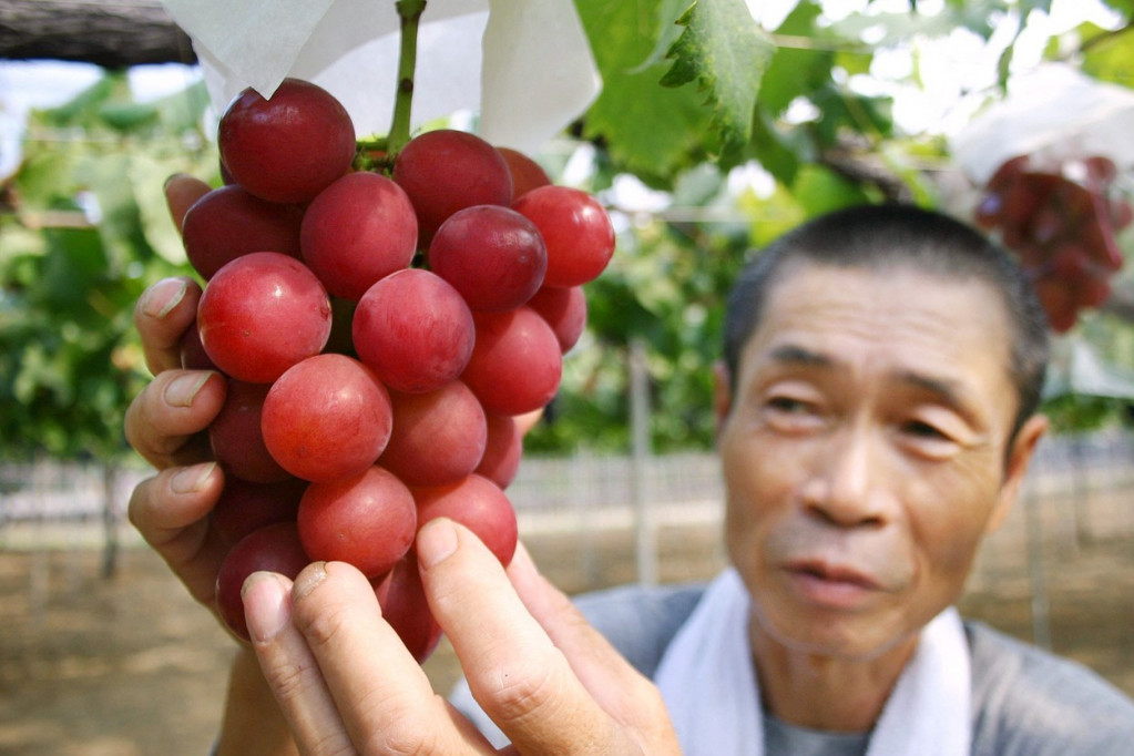 Ovo je najskuplje grožđe na svetu, samo jedan grozd košta oko 470 dolara