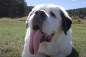 Moči je bernardinka koja je oborila Ginisov rekord: Ovaj pas imao je najduži jezik na svetu!