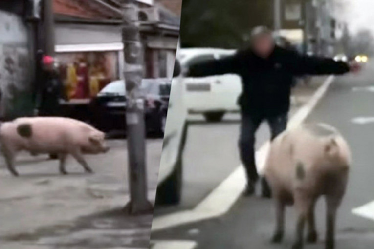 Nesvakidašnja scena u Beogradu: Svinja pobegla na ulicu, muškarci je ganjaju (VIDEO)