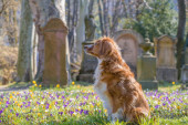 "Pogrebne usluge" sahranjivaće i životinje: Kada će Beograd konačno dobiti groblje za kućne ljubimce?