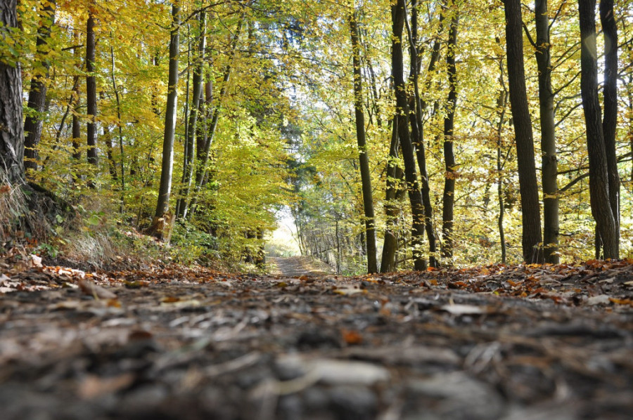Manje gužvi, više parkova i nove bolnice! Mislite da je to nemoguće? E pa, pogledajte plan Beograda za 2041. godinu (FOTO)