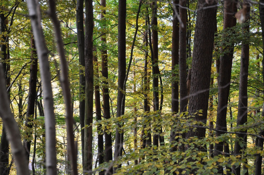 Nedeljni horoskop od 8. do 15. novembra: Blizanci bi trebalo da se oslanjaju na intuiciju, a Jarac na pregovaračke manire