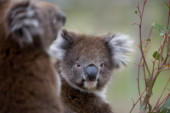 Tihi ubica hara Australijom i preti da uništi koale, a klimatske promene samo pogoršavaju situaciju