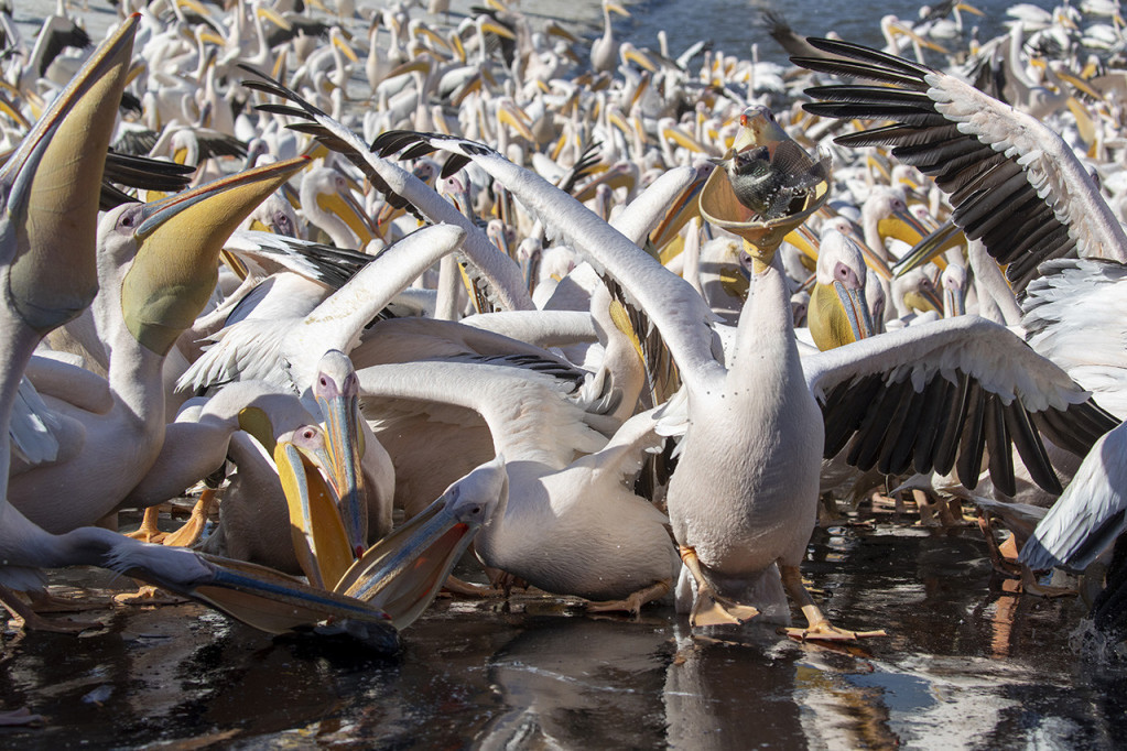 Tužna slika u Peruu: Hiljade pelikana uginulo, ljudi sa plaža skupljaju leševe životinja!