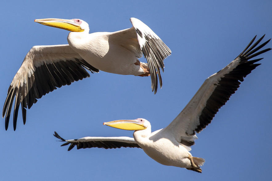 Pelikani zastali da predahnu na putu do Afrike: Izrael ih počastio ručkom (FOTO)