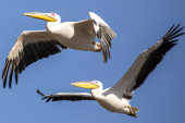 Ptičji grip potvrđen u Crnoj Gori! Pelikani uginuli u Nacionalnom parku "Skadarsko jezero"