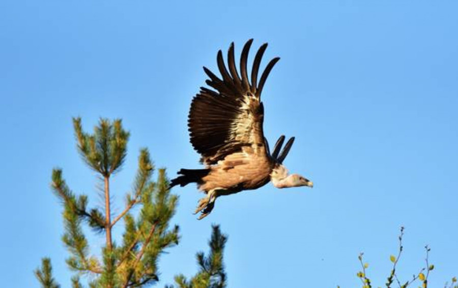 Milan je u životnoj opasnosti! Mladog beloglavog supa nakon skoro 2.000 kilometara leta stigao metak!