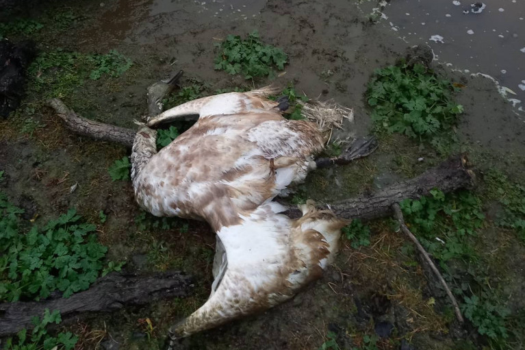 Ptičji grip hara Beogradom: Mrtvi labudovi u Borči - prizor koji je zgrozio građane (FOTO)