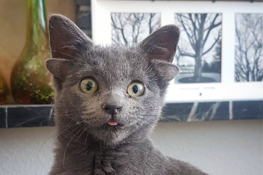 Zvezda Instagrama izgleda kao lik iz Harija Potera: Mačka Midas rođena sa dva para ušiju, ljudi su očarani (FOTO/VIDEO)