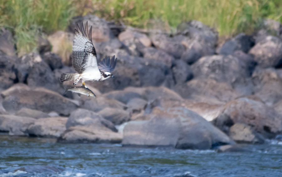 Čudesna seoba orlova ribara: Opasne avanture od hladne Finske do užarene Afrike
