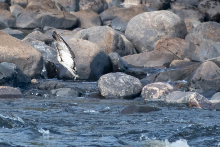 Čudesna seoba orlova ribara: Opasne avanture od hladne Finske do užarene Afrike