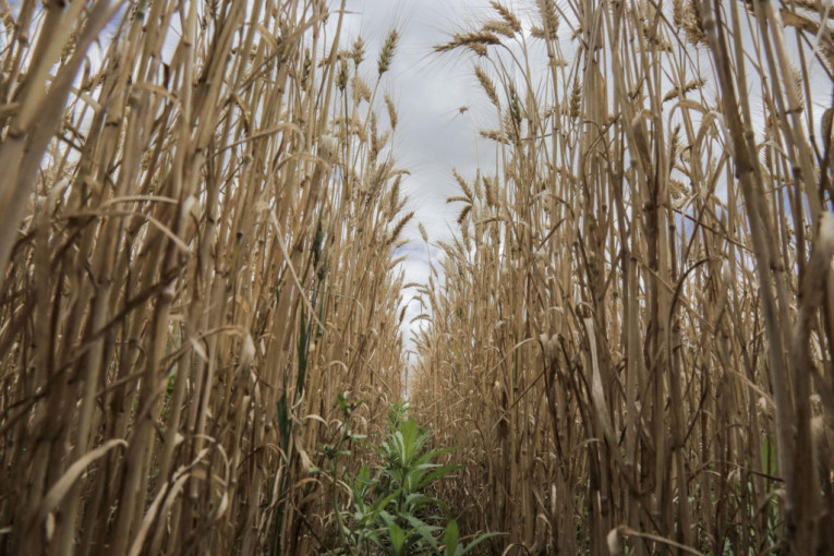 Pad cena pšenice i soje, slabija tražnja kukuruza