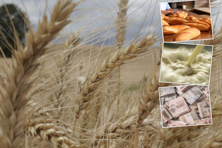 Vlada Srbije donela odluku: Odobren izvoz pšenice u Albaniju!