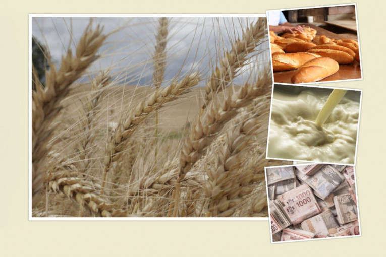 Hoćemo li imati žita i hleba: Da li je vreme za zabranu izvoza ili za zaradu?