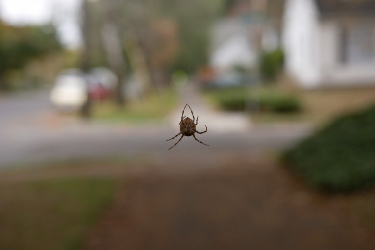 Njega stavite u dvorište umesto pit bula: Legenda kaže da donose sreću, a za ovu vrstu pauka se veruje da dolazi iz pakla! (FOTO)