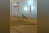 Bijeljinu posetio "Bambi": Srna se pojavila iz magle i  iznenadila vozače (VIDEO)