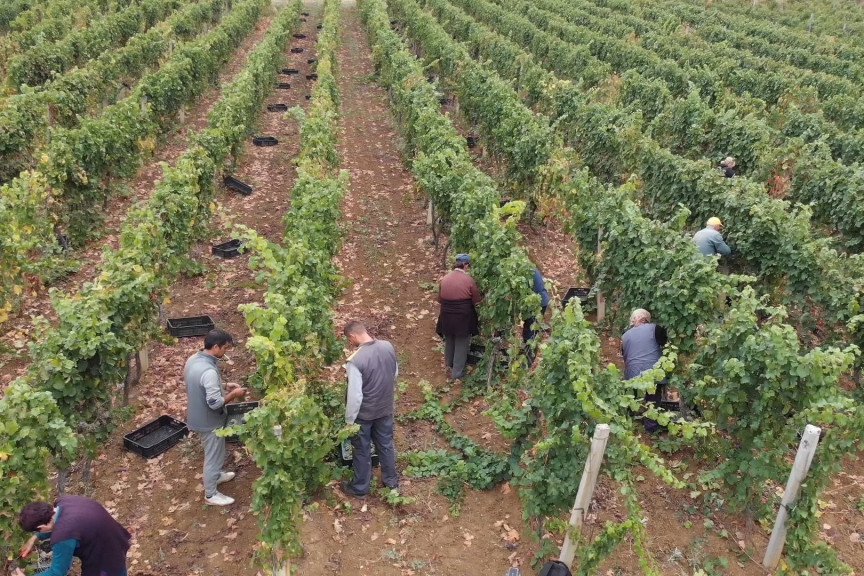Savom će se napajati vinogradi Fruške Gore
