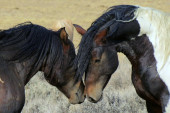 Tri konja uginula na rukama zaposlenih u splitskom zoo-vrtu: Sumnjaju da su otrovani - nude nagradu od 1.300 evra za informaciju!