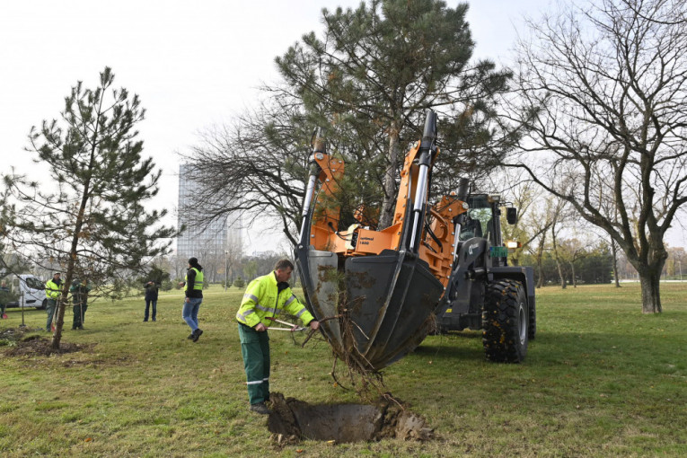 U parku "Ušće" presađeno 20 stabala crnog bora: "Sačuvaćemo svako drvo"