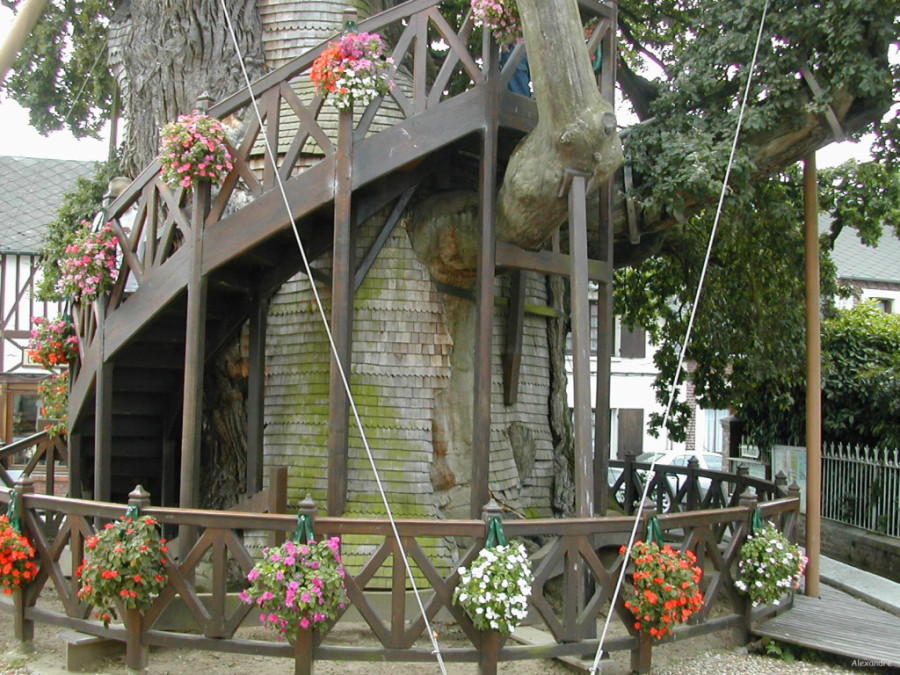 Preživeo hiljadu godina jakih vetrova, oluja, ratova! Najstariji hrast u Francuskoj u krošnji krije kapelu