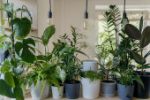 Pet mesta na kojima je najbolje da čuvate biljke tokom zime