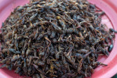 Crvi, skakavci, a sad i cvrčci?! Evropljani odobrili "novu hranu", hoćemo li i u Srbiji jesti insekte?