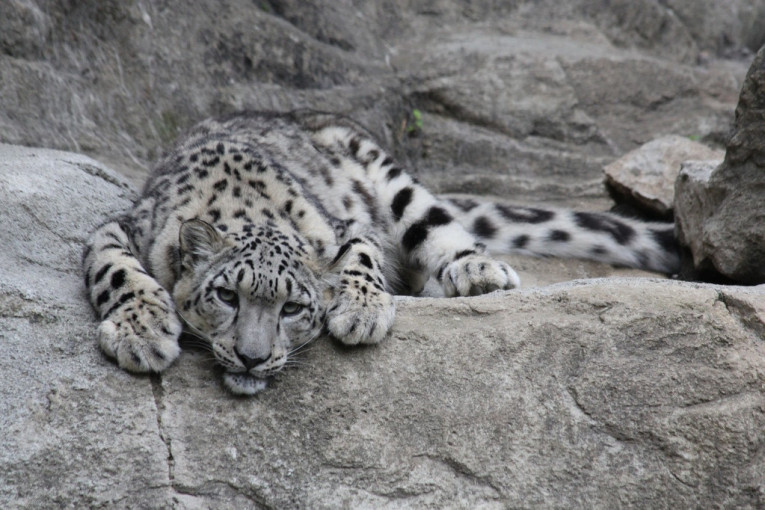 Tragedija: Tri snežna leoparda umrla od korone u zoološkom vrtu u SAD-u