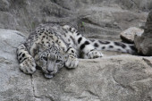 Tragedija: Tri snežna leoparda umrla od korone u zoološkom vrtu u SAD-u