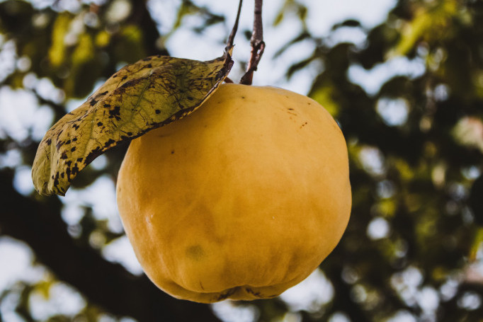 Čudotvorna dunja: Lekovita moć ovog mirisnog voća rešava probleme sa probavom, sprečava infekcije i ojačava bronhije