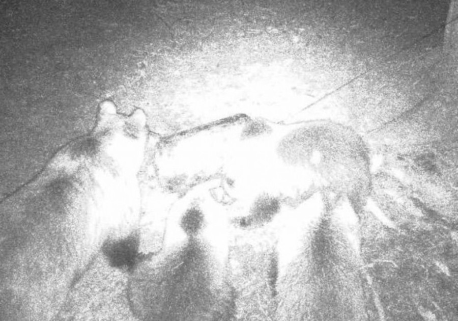 Za njih nema zimskog sna, napravile pravu gozbu: Mečka sa tri mečića upala na hranilište kod Nove Varoši (FOTO)