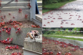 Rakovi kanibali preplavili ulice Božićnog ostrva: Neobična migracija blokirala saobraćaj (VIDEO)
