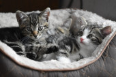 Prvi znaci da mačetu nije dobro: Ako vaš ljubimac radi ovo, hitno potražite pomoć veterinara