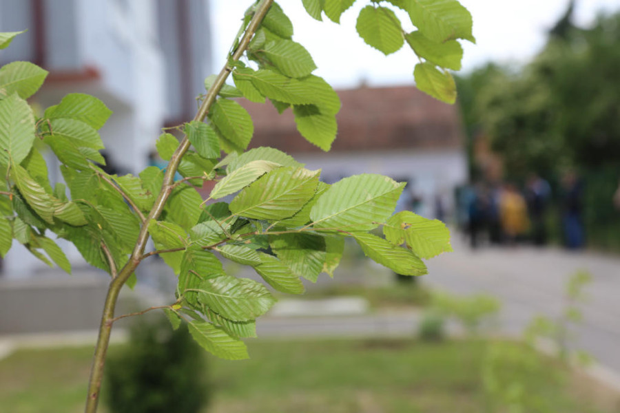 24SEDAM KIKINDA Sadnjom mladica ovaj grad se našao na mapi "Zelene Srbije"