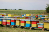 Vojvođanskim pčelarima bespovratno 30 miliona za nabavku društava i opreme