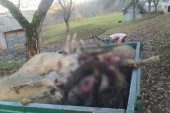 "Golf" ubio 17 ovaca: Nesvakidašnja saobraćajna nesreća kod Vranja