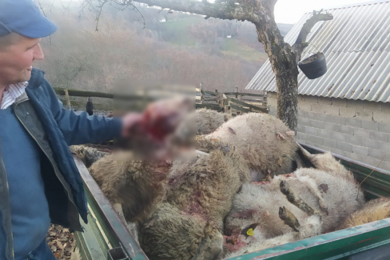 Jezivi prizori u selu Grabovica: Psi lutalice zaklali i ranili 20 ovaca (FOTO)