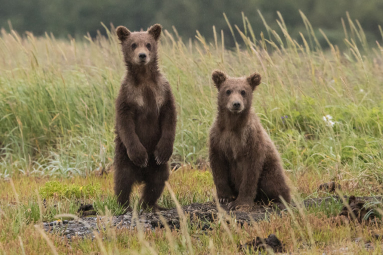 Veća je mogućnost da vas udari grom nego napadne mrki medved: Najbrojnija populacija šumskih zveri u Evropi živi na Tari!