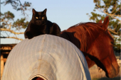 Neobičan par: Mačak Moris i konj Šampi najbolji su prijatelji (FOTO/VIDEO)