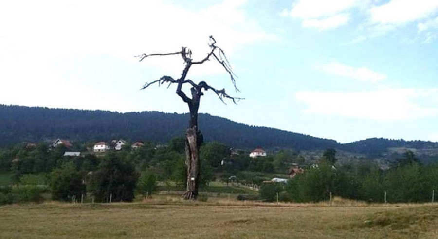Džin na srpski način pravi se na padinama Murtenice: Dejan u kazan za rakiju stavio bobice kleke i dobio fenomenalno piće (FOTO)