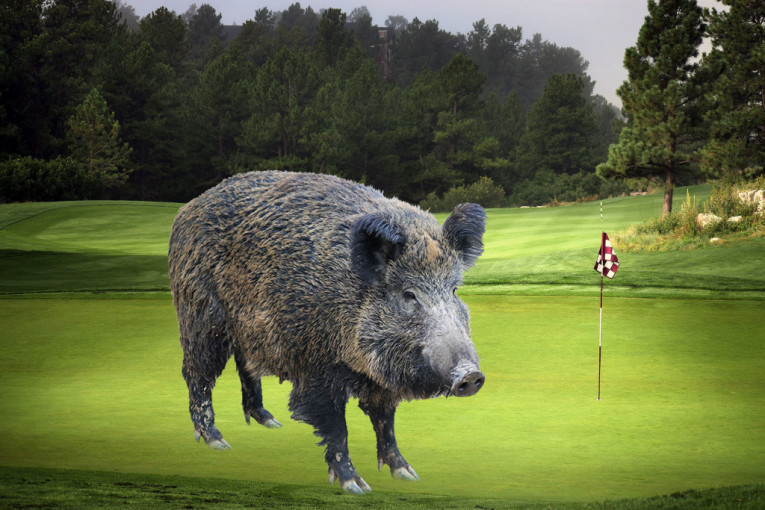 Šta zna svinja šta je golf teren? Veprovi povredili dvojicu igrača u Britaniji (FOTO, VIDEO)