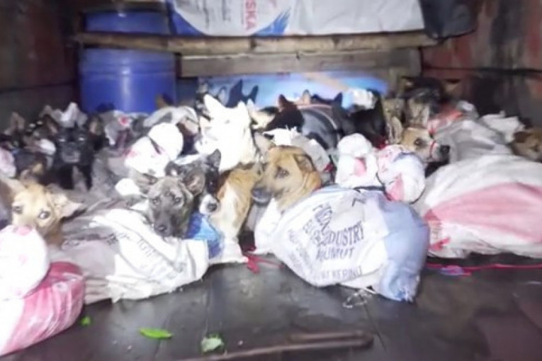 Aktivisti za zaštitu životinja spasili 53 psa: Pronađeni u zadnjem delu kamiona na putu do klanice (VIDEO)