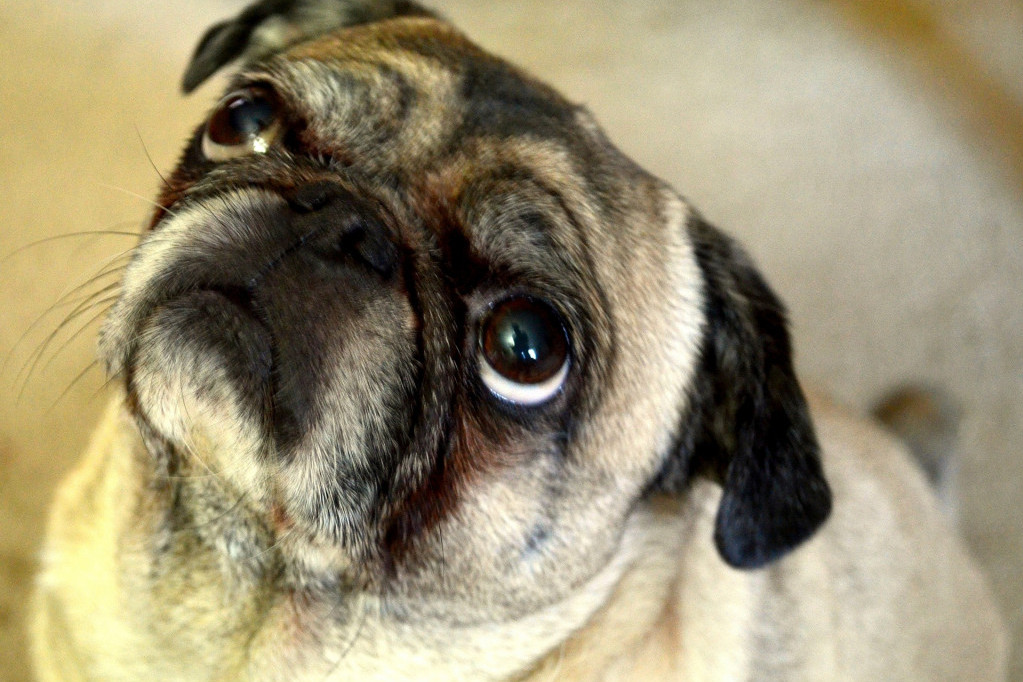 Komšije se neće buniti: Četiri rase pasa koje su savršene za stan i retko prave buku