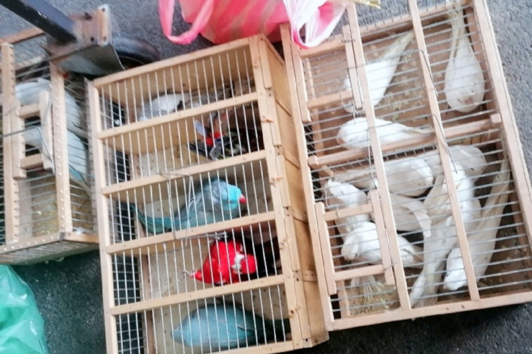 Velika akcija carinika na Gradini: Sprečeno krijumčarenje 105 vrsta ptica! (FOTO)