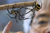 Samo u Aziji: Više od 400 godina se održavaju borbe paukova