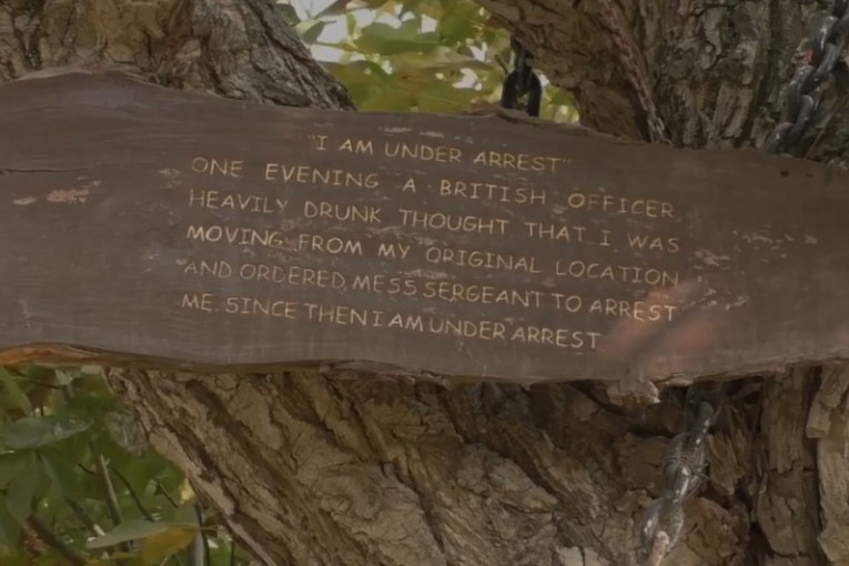 Ovo drvo je uhapšeno pre više od jednog veka i još izdržava kaznu