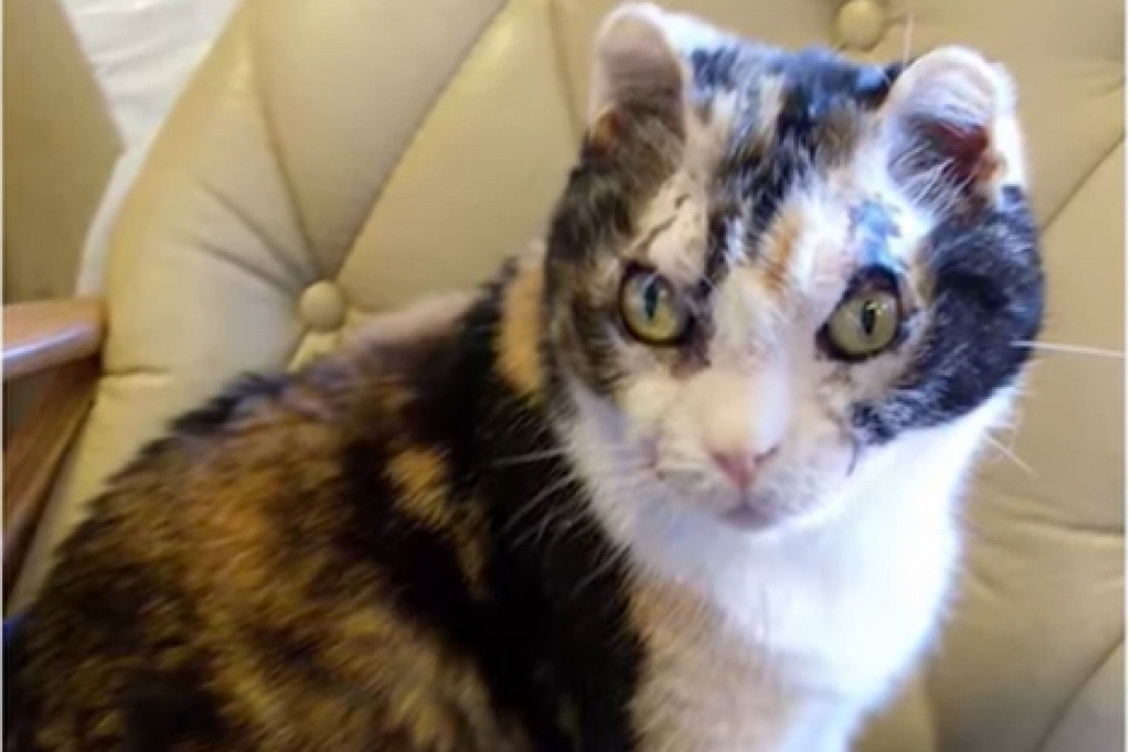 Ovo je mačka koja je pet puta utrčavala u zapaljenu zgradu kako bi spasla svoje mačiće (VIDEO)